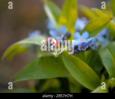 Ladybird con Forget-me-Not in giardino, legno Forget-me-Not (Myosotis sylvatica) sette-sprott ladybird (Coccinella settempunctata), sette-spot Foto Stock