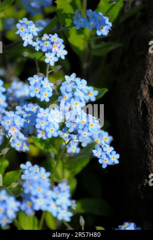 Forget-me-not nel giardino, Forget-me-not fioritura, Bosco di foresta Forget-me-not (Myosotis sylvatica) Foto Stock