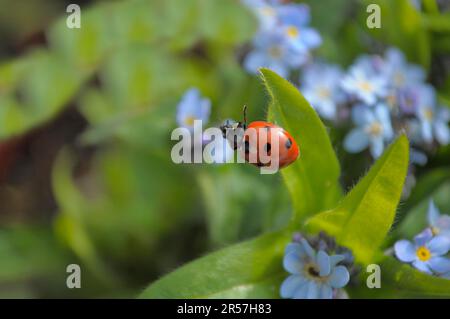 Ladybird con Forget-me-Not in giardino, legno Forget-me-Not (Myosotis sylvatica) sette-sprott ladybird (Coccinella settempunctata), sette-spot Foto Stock