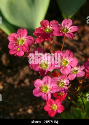 Saxifrage (Saxifraga) nel giardino Arendsi, ibrido, Moss saxifrage, neve tappeto Foto Stock