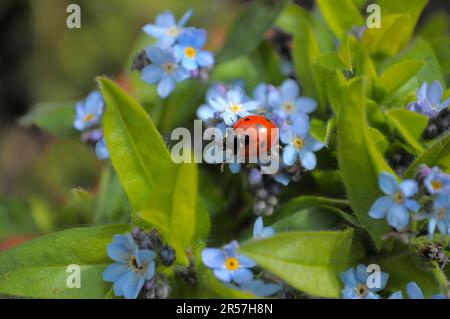 Ladybird con Forget-me-Not in giardino, legno Forget-me-Not (Myosotis sylvatica) sette-sprott ladybird (Coccinella settempunctata), sette-spot Foto Stock