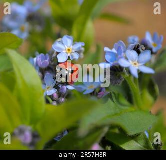 Ladybird con Forget-me-Not in giardino, legno Forget-me-Not (Myosotis sylvatica) sette-sprott ladybird (Coccinella settempunctata), sette-spot Foto Stock