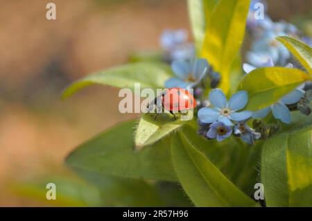 Ladybird con Forget-me-Not in giardino, legno Forget-me-Not (Myosotis sylvatica) sette-sprott ladybird (Coccinella settempunctata), sette-spot Foto Stock