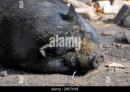 Suino panciato, suino piccolo, suino panciato, suino panciato vietnamita, suino domestico (Sus scrofa F. domestica) Foto Stock