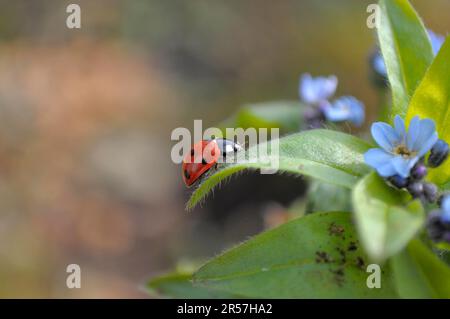 Ladybird con Forget-me-Not in giardino, legno Forget-me-Not (Myosotis sylvatica) sette-sprott ladybird (Coccinella settempunctata), sette-spot Foto Stock