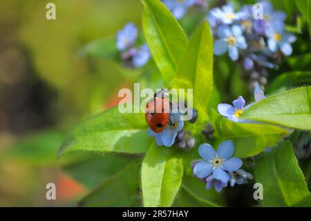 Ladybird con Forget-me-Not in giardino, legno Forget-me-Not (Myosotis sylvatica) sette-sprott ladybird (Coccinella settempunctata), sette-spot Foto Stock