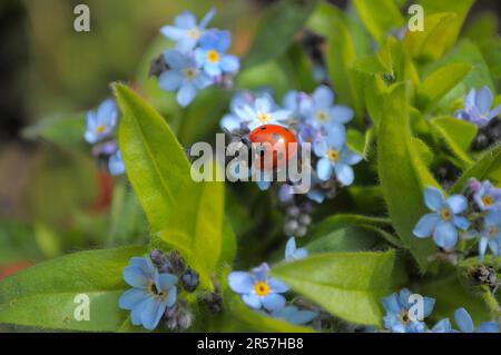 Ladybird con Forget-me-Not in giardino, legno Forget-me-Not (Myosotis sylvatica) sette-sprott ladybird (Coccinella settempunctata), sette-spot Foto Stock