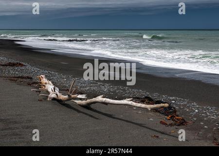 Driftwood sulla spiaggia Rarangi Foto Stock