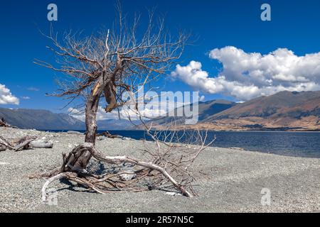 Albero morto sulle rive del lago Wanaka in New Zelanda Foto Stock