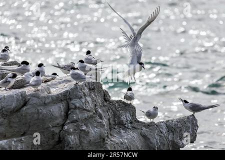 Bianco-fronteggiata Tern (sterna striata) Foto Stock