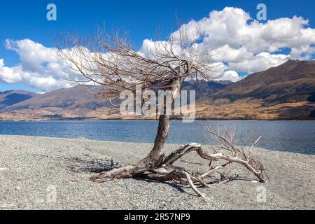 Albero morto sulle rive del lago Wanaka in New Zelanda Foto Stock