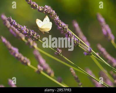 Cavolo farfalla bianca foraging su un fiore di lavanda, concetto di natura Foto Stock