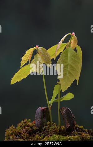 La quercia rossa si stende le sue prime foglie dall'acorno germinante Foto Stock