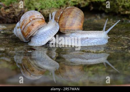 Lumache romane riflesse nell'acqua Foto Stock