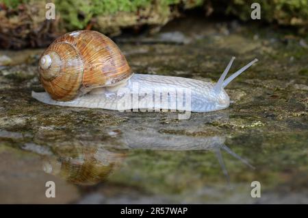 Lumache romane riflesse nell'acqua Foto Stock