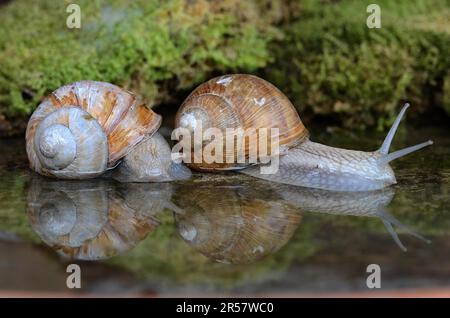 Lumache romane riflesse nell'acqua Foto Stock