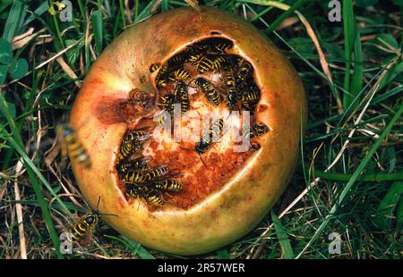 Vespe comuni (Vespula vulgaris) sui frutti caduti Foto Stock