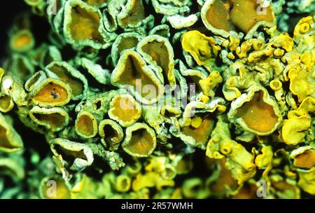 Lichen arancione comune (Xantoria parietina), lichen giallo parete Foto Stock