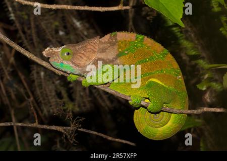 Camaleonte di o'Shaugnessy (Calumma oshaughnessyi), maschio, su ramo nella foresta pluviale di Ranomafana, altopiani meridionali, Madagascar centrale, Madagascar Foto Stock