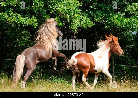 Cavalli islandesi, stallone e mare, stallone islandese, stallone, stalloni Foto Stock