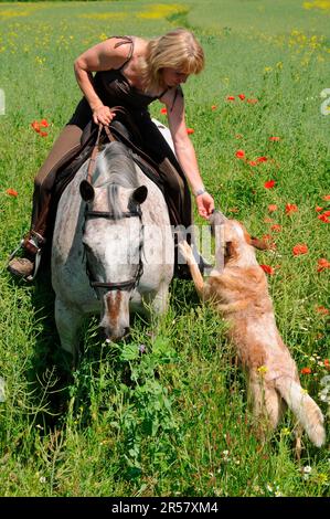 Donna su Appaloosa alimenta Australian Cattle Dog, equitazione compagno cane Foto Stock