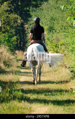 Fondo, donna con paso fino, mare, cavalcare, cavalcare, donna, step, cavallo bianco, casco da equitazione Foto Stock