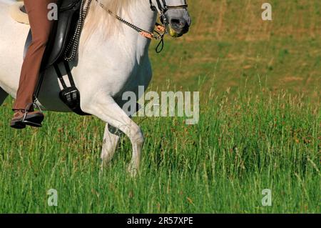 Fondo, donna con paso fino, mare, cavalcare, cavalcare, donna, step, cavallo bianco, casco da equitazione Foto Stock