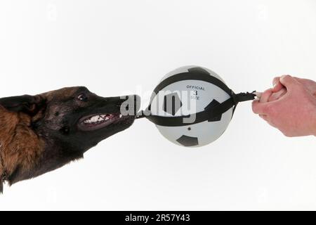 Malinois, maschio, giovane cane, Mecheler, Pastore Belga, Giovane cane, palla, giocattoli, gioco di abbraccio, lateralmente Foto Stock