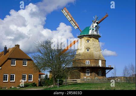 Mulino a vento, Neubukow, Meclemburgo-Pomerania occidentale, Germania Foto Stock