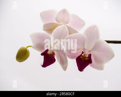 Gentel Orchid. Blossom Phaleanopsis viola. orchidea dendrobium. orchidea rosa e bianca isolata su sfondo bianco. Primo piano. Cartolina di bellezza e.. Foto Stock