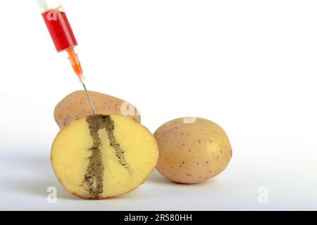 Iniezione nella patata, immagine simbolica della patata geneticamente modificata, tracce di iniezione nella patata, alimenti geneticamente modificati Foto Stock