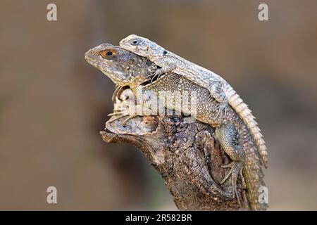 Dumeril's Madagascar Swift, femminile e giovane, Madagascar (Oplurus quadrimaculatus) Foto Stock