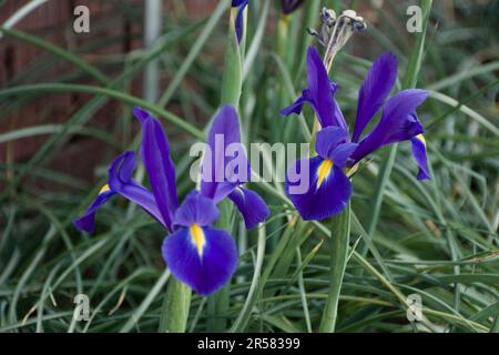 Immagine in primo piano di iridi olandesi Blue Star, Iris hollandica, fiori in fiore in primavera Foto Stock