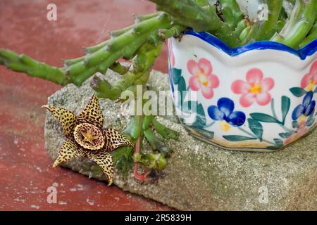 Huernia succulente con steli verdi scoppia in esotici fiori a forma di stella in primavera e in estate Foto Stock
