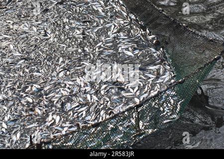 Piccolo pesce in rete da pesca, sgocciolato stagno carpa, pesca, Stradower Teiche, Vetschau, Spreewald, Brandeburgo, Germania Foto Stock