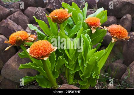 Blood Lily, Hidden Valley, KwaZulu-Natal, Sudafrica (Scadoxus puniceus) Foto Stock