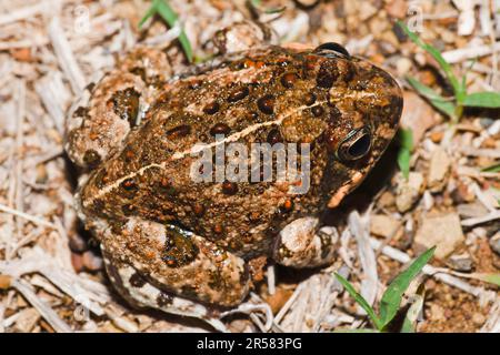 Tremolo Sand Frog, Valle nascosta, KwaZulu-Natal, Sudafrica (Tomopterna criptotus) Foto Stock