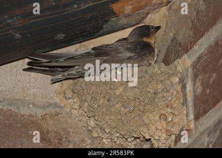 Rock Martin, sul nido sotto il tetto, Valle nascosta, KwaZulu-Natal, Sud Africa (Hirundo fuligula) Foto Stock