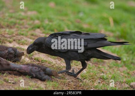 Raven africano dal collo bianco (Corvus albicollis) a carcassa, Riserva Naturale del Castello Gigante, Drakensberg, KwaZulu-Natal, Sudafrica Foto Stock