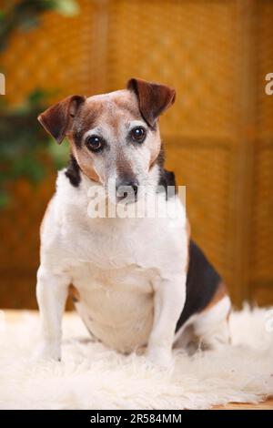 Jack Russell Terrier, femmina, 12 anni Foto Stock