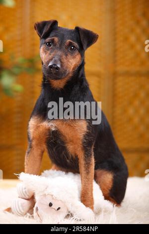 Tedesco Caccia Terrier, cudly Toy, Toy Foto Stock