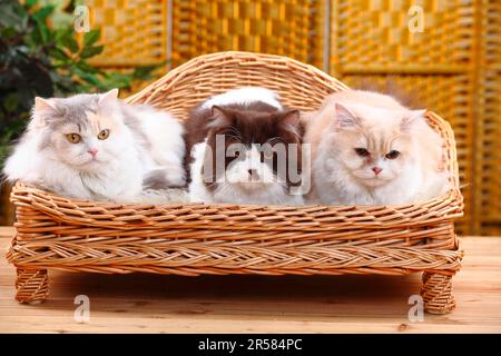 Gatti longhair britannici, bianco crema blu, bianco cioccolato e bianco crema, gatto longhair britannico, Highlander, Lowlander, Britannica, BLH Foto Stock