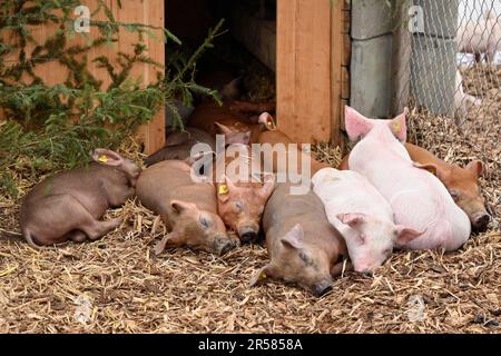 Sleeping suinetti Foto Stock
