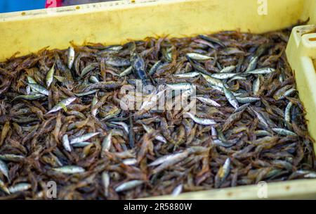 Rerik, Germania. 31st maggio, 2023. Granchi baltici appena pescati e piccoli pesci come catture accessorie si trovano in una scatola di trasporto sulla barca di pescatore mai. Dopo aver svuotato le reti a gabbia all'alba sul Salzhoff, il pescatore torna al porto sulla sua barca. Da tempo immemorabile, i granchi femminili migrano verso il Mar Baltico aperto per riprodursi nel Salzhoff tra Wismar e Rerik all'inizio di giugno. E' l'unico luogo della costa baltica dove i crostacei sono ancora oggi catturati. Soprattutto i buongustai locali apprezzano i granchi freschi del Mar Baltico, ma le loro catture credito: dpa/Alamy Live News Foto Stock