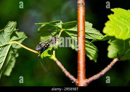 Vero e proprio flie di gru, nero lucido con marcature gialle riponendosi su una pianta Foto Stock