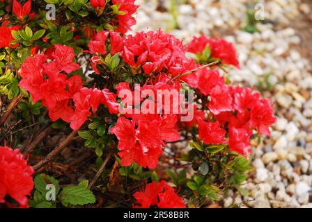 Rhododendron japonicum, conosciuto come azalea giapponese è un arbusto ornamentale. La pianta ha fiori rossi decorativi. Foto Stock