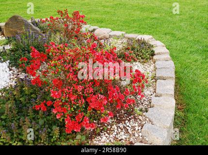 Rhododendron japonicum, conosciuto come azalea giapponese è un arbusto ornamentale. La pianta ha fiori rossi decorativi. Un aiuola di fiori. Foto Stock