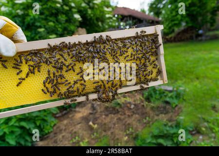 Nido d'ape di nuova costruzione su una cornice che viene riempita di miele da api giovani. Primo piano del telaio in mano all'apice all'aperto Foto Stock