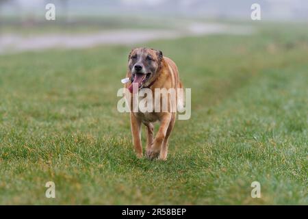 Primo piano di un malinois ansimante stanco con orecchie rivolte all'indietro che camminano su una breve strada rasata verso la macchina fotografica con colletto e tag cane con il nome Foto Stock