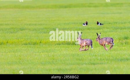 Primo piano di due lepre europee, Lepus europaeus, che corrono attraverso un prato verde con 4 zampe fuori terra nel suo habitat naturale con due ostercatcher Foto Stock